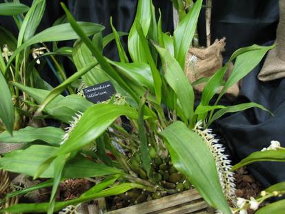 RHS International Orchid Show - Dendrochilum labifolium
