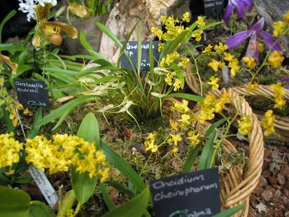 RHS International Orchid Show
