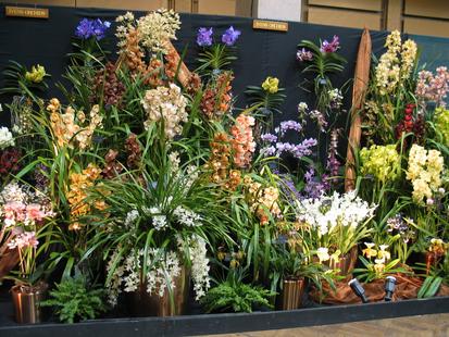 RHS International Orchid Show
