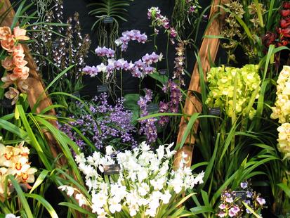 RHS International Orchid Show
