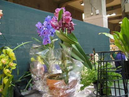 RHS International Orchid Show
