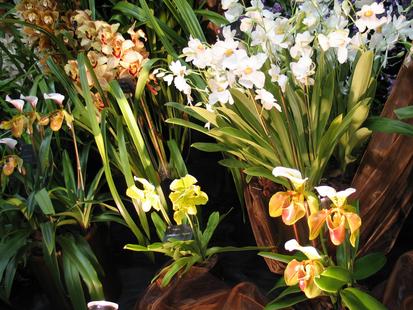 RHS International Orchid Show
