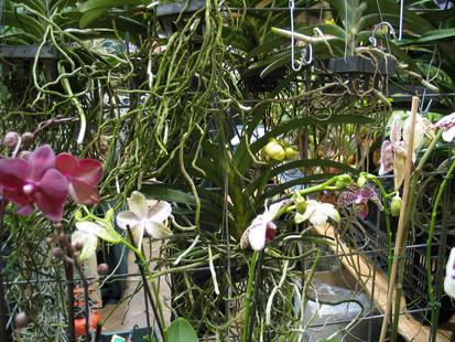 RHS International Orchid Show
