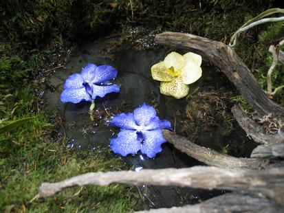 RHS International Orchid Show
