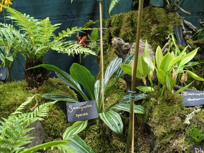 RHS International Orchid Show - Sarcoglottis Sp.
