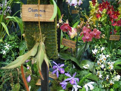 RHS International Orchid Show
