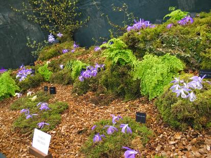 RHS International Orchid Show
