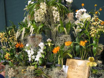 RHS International Orchid Show
