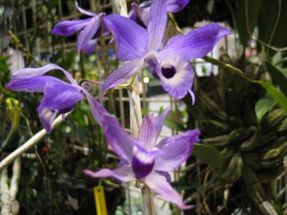 RHS International Orchid Show
