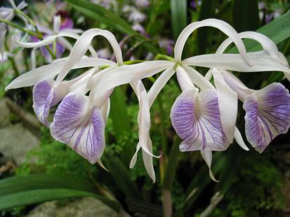 RHS International Orchid Show
