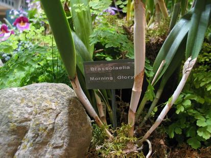 RHS International Orchid Show - Brassolaelia Morning Glory
