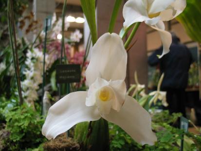 RHS International Orchid Show
