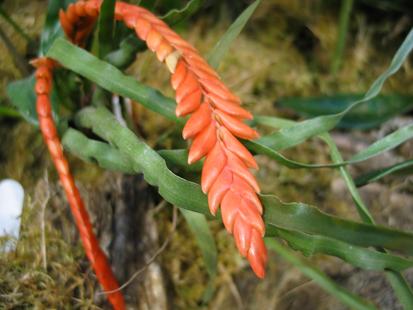 RHS International Orchid Show
