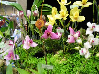 RHS International Orchid Show
