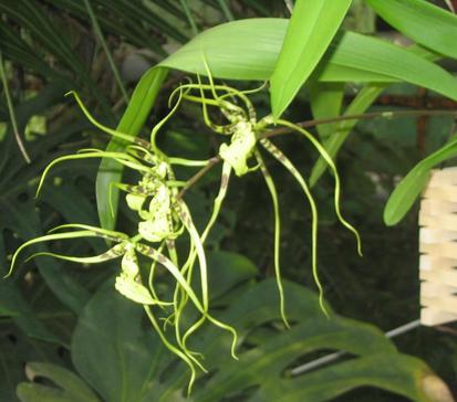 Brassia
