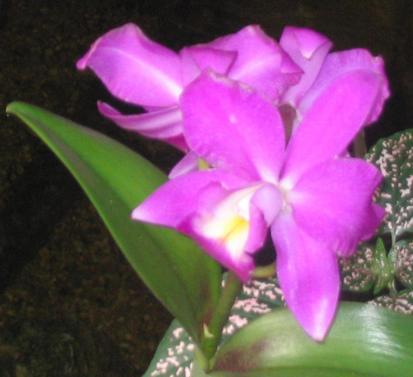 Cattleya 
