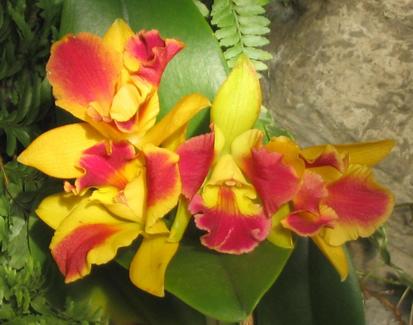 Cattleya 
