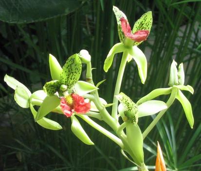 Cymbidiella pardalina
