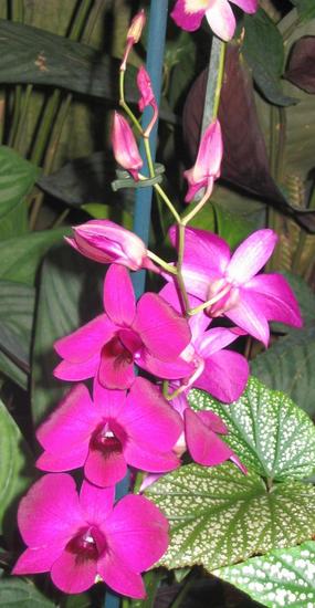 Dendrobium
