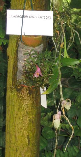 Dendrobium cuthbertsonii
