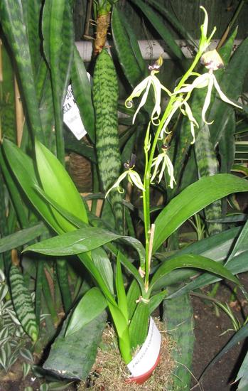 Encyclia cochleata
