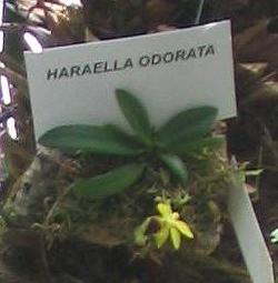 Haraella odorata
