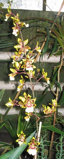 Oncidium
