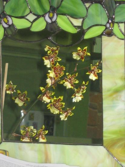 Oncidium 
