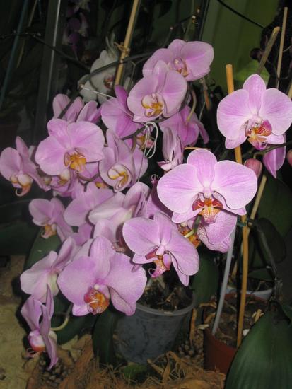 Phalaenopsis
