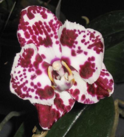 Phalaenopsis everspring light 'panda'
