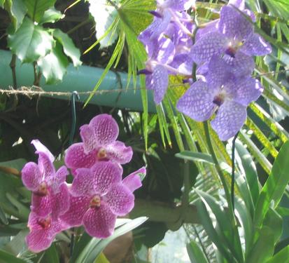 Vanda
