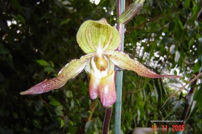 Dni Orchidei
