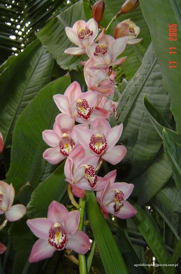 Dni Orchidei
