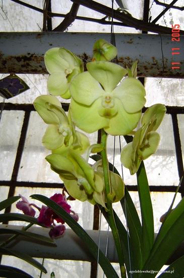 Dni Orchidei
