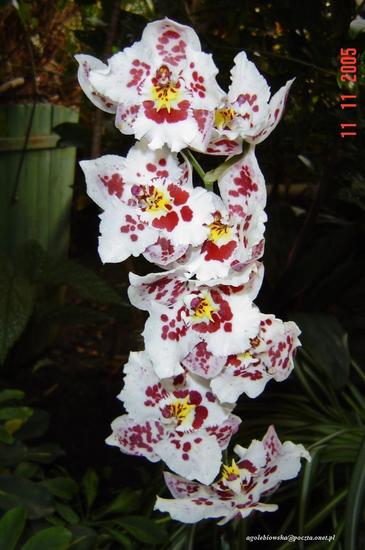 Dni Orchidei
