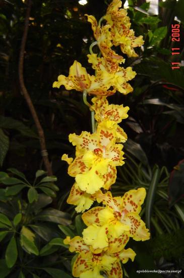 Dni Orchidei
