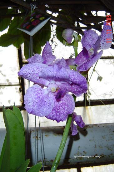 Dni Orchidei
