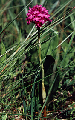 Anacamptis pyramidalis 