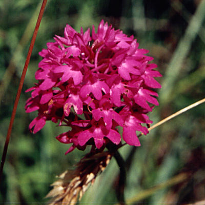 Anacamptis pyramidalis 