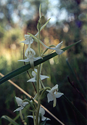 Platanthera