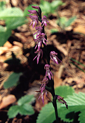Neottianthe cucullata