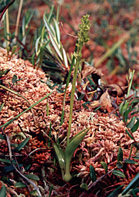 Hammarbya paludosa 