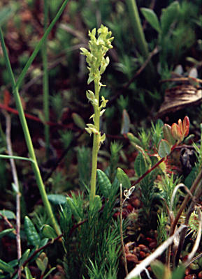 Hammarbya paludosa