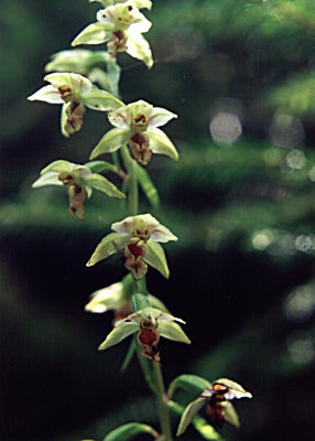 Epipactis helleborne 