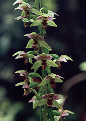 Epipactis helleborne 