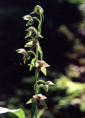 Epipactis helleborne 