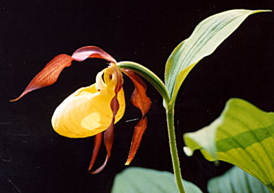 Cypripedium calceolus