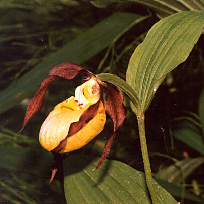 Cypripedium calceolus