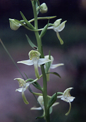 Platanthera