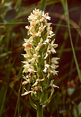 Dactylorhiza incarnata subsp. ochroleuca